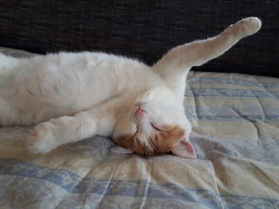 へそ天で寝ている猫