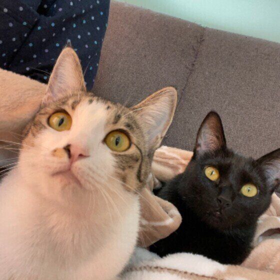 テレビにくぎ付けのきなこちゃん（MIX）