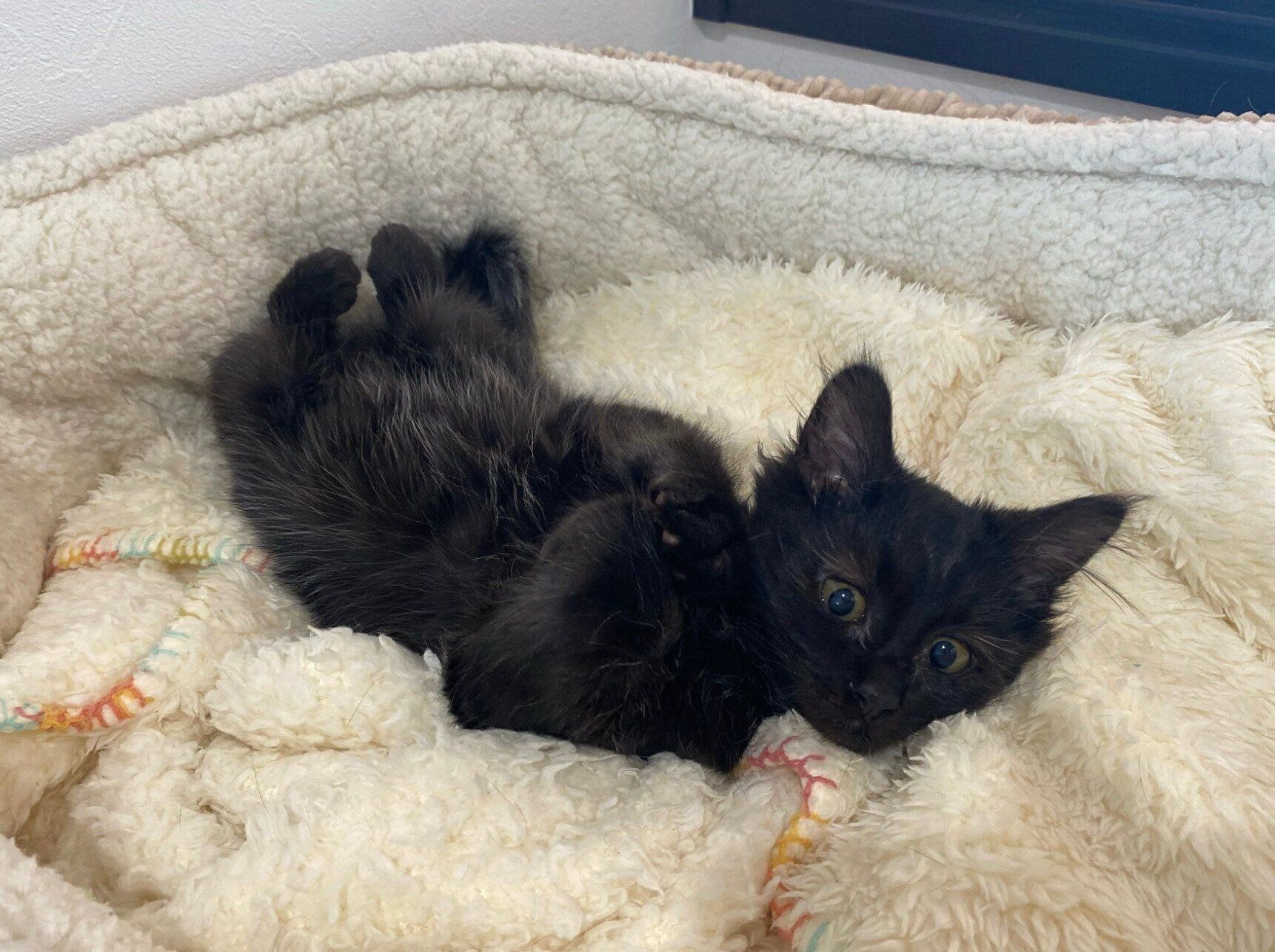 保護して3カ月のころのくまちゃん