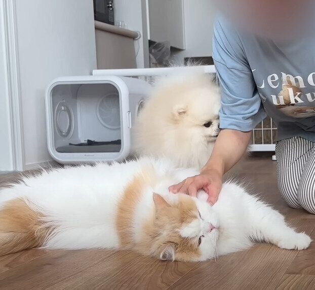 なでられているレモンちゃん