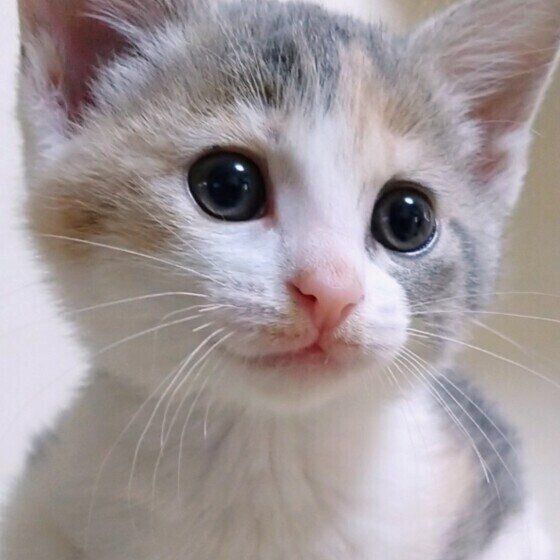 MIXミケのももちゃん