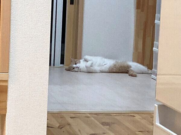 じーーーっと見つめるちょみーちゃん