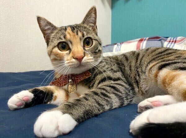 まったりするぴーちゃん