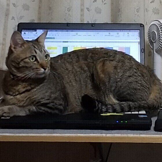 MIXキジトラの出雲くん