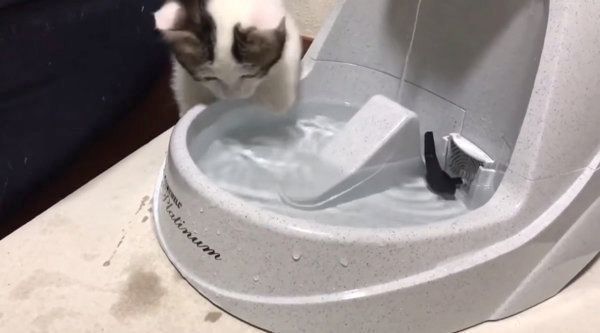 困った水の飲み方をする子猫