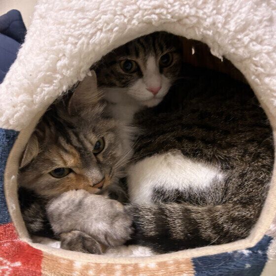 ミケのナツちゃん