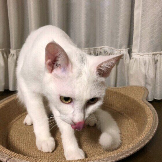 またたびが好きなMix