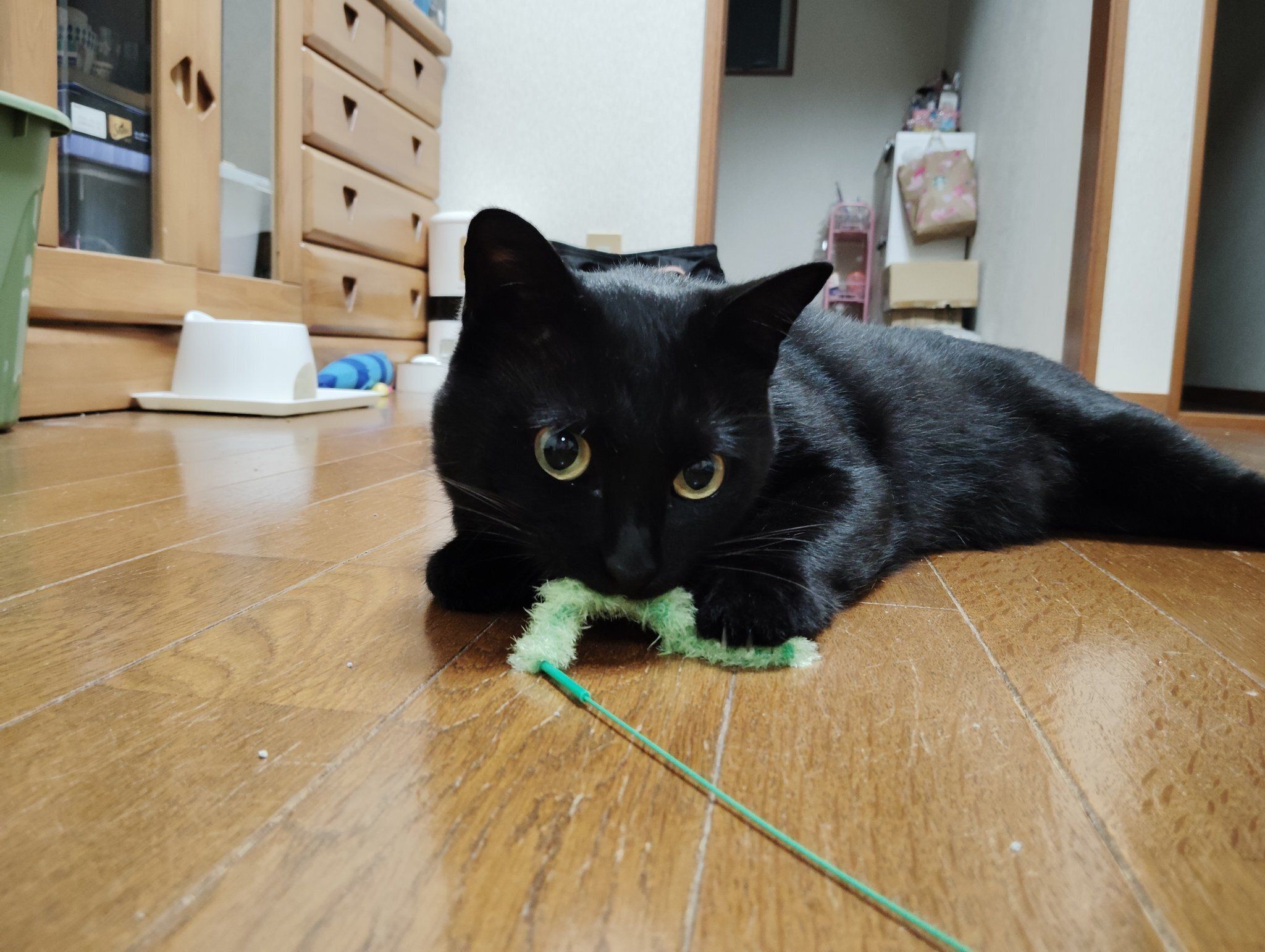 猫じゃらしで遊ぶ猫