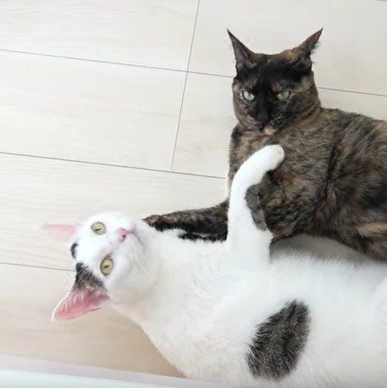 甘えん坊のチロくん