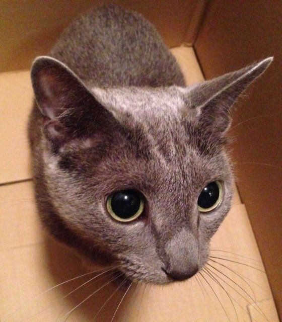 箱に入ったロシアンブルー