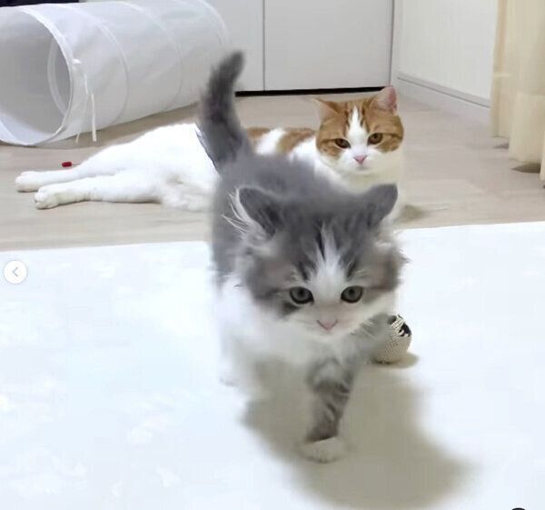 さっくんを見守るはなちゃん
