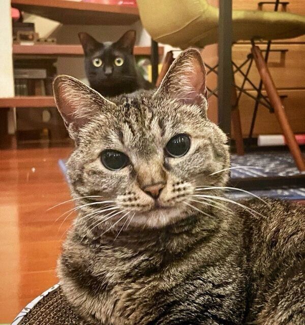 見つめるロニーちゃん、アビーちゃん