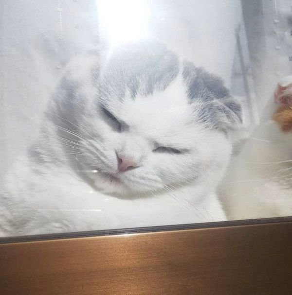 窓際でくつろぐスコティッシュフォールド