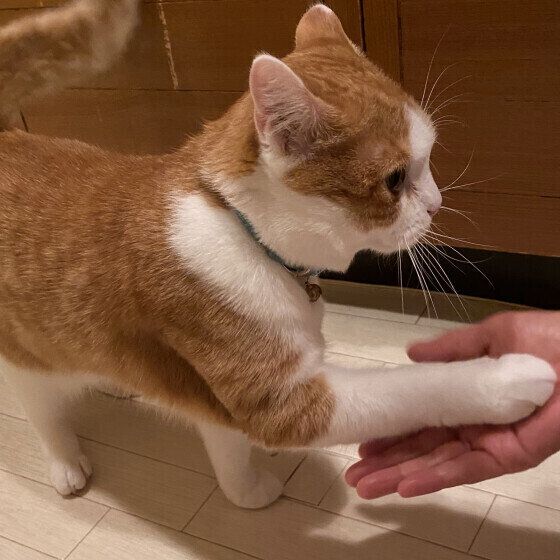 スコティッシュフォールドのはるくん