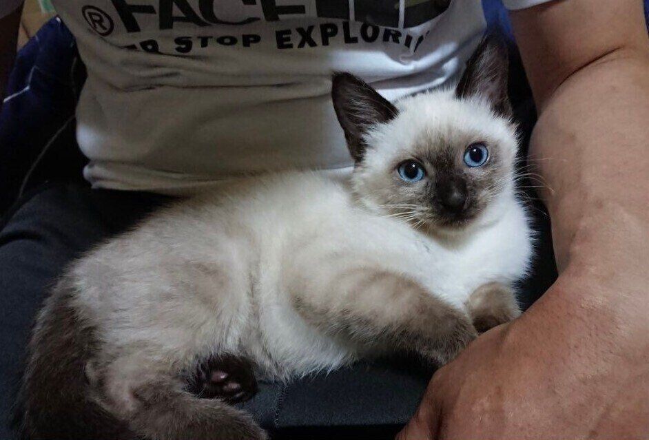 飼い主さんの夫の膝の上でくつろぐこじろーくん（撮影時、生後推定6カ月）