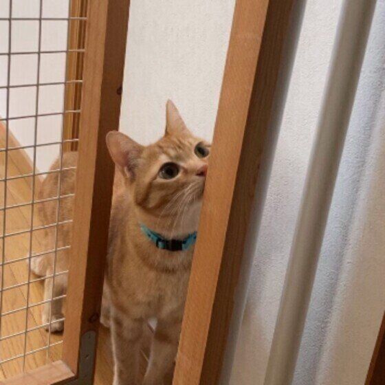 脱走防止ドアを確認するバロンくん