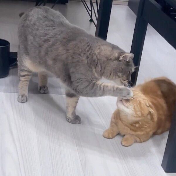 ジュノちゃんに優しいツッコミを入れるあぽろくん