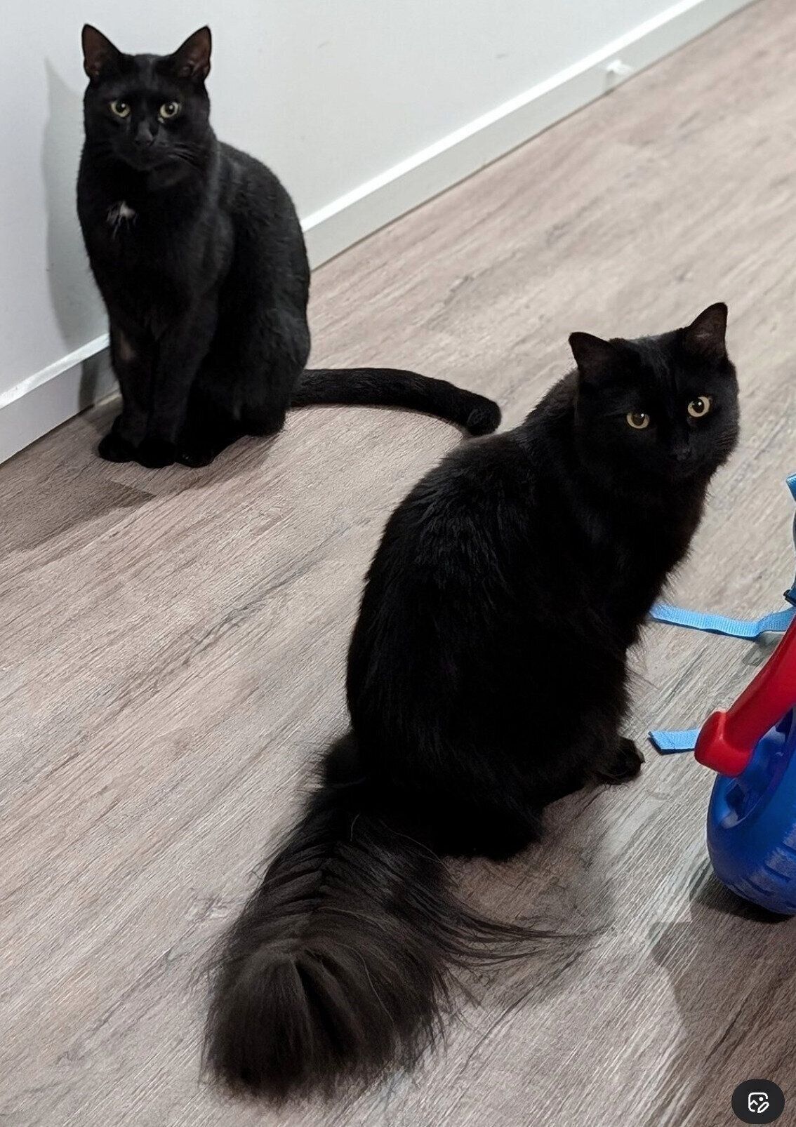 ベアくんとモアちゃん