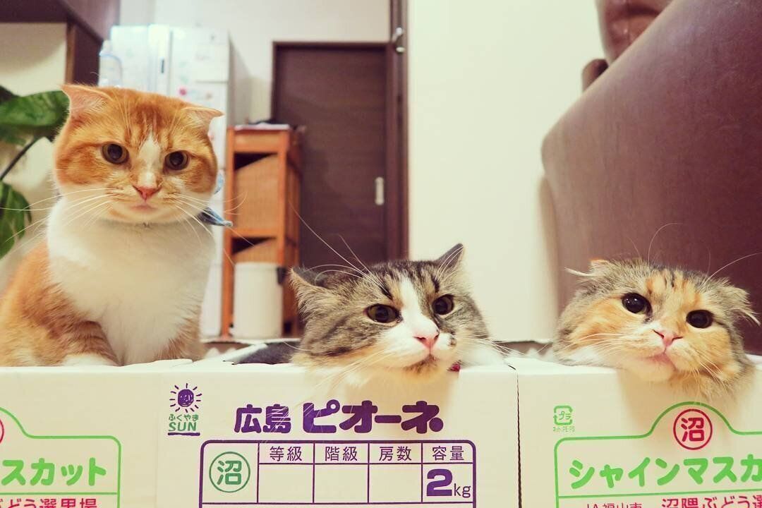 箱猫