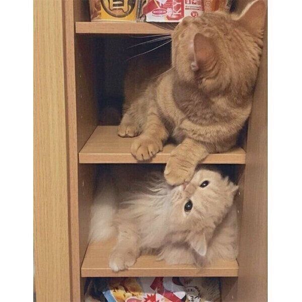 棚に入るレイちゃん、ハロちゃん