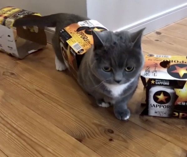ビールの空き箱が好きな猫