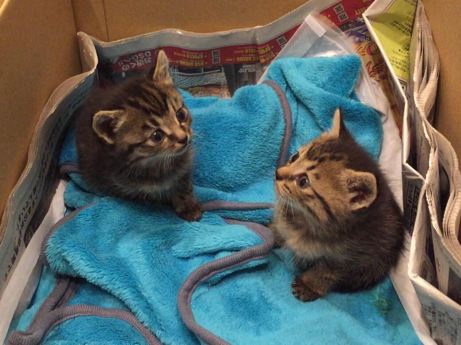 段ボール箱の中にいる2匹の子猫
