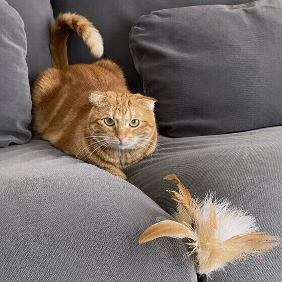 おもちゃを狙うマンチカンの姫ちゃん