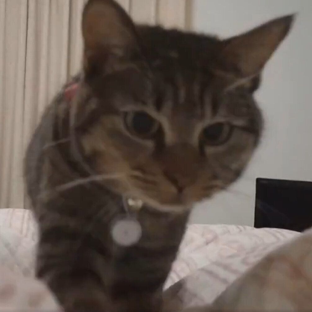 カメラのほうへ近付いてくるランちゃん