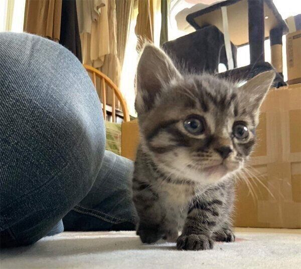 歩くミュウくん