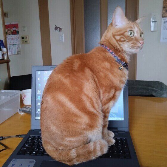 パソコンの上に乗るアメリカンショートヘア