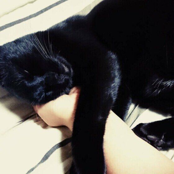 MIX黒猫の猫沢テンくん