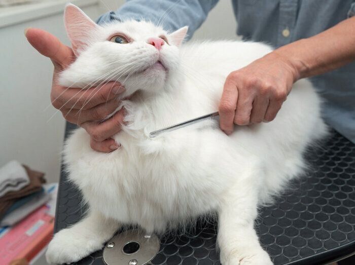 ブラッシングをされる猫