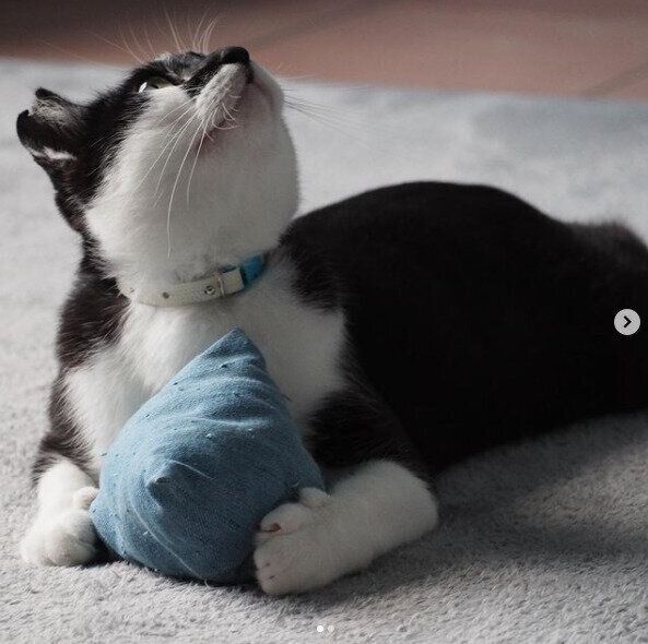 手作りけりぐるみ