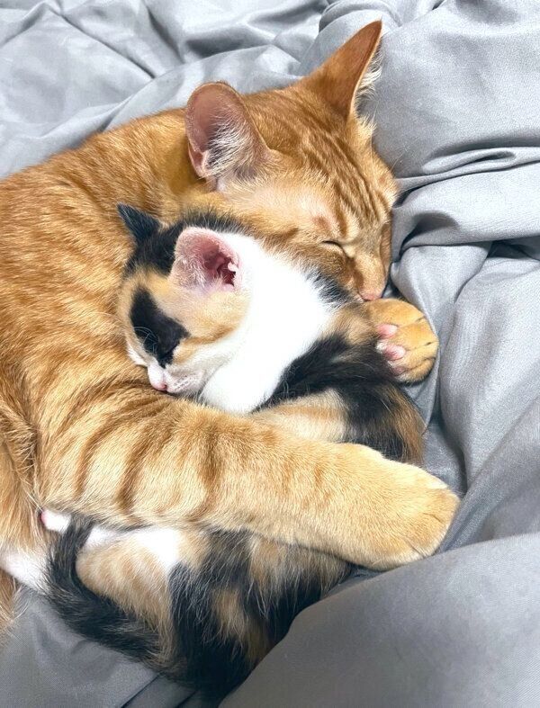 生後2カ月の小春ちゃんを抱きしめるテトくん