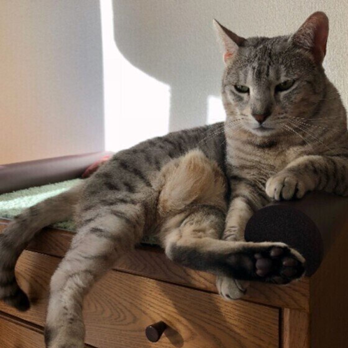 エジプシャン マウの特徴と飼い方 可愛い画像いっぱい ねこのきもち 猫図鑑 ねこのきもちweb Magazine エジプシャン マウの特徴と飼い方 可愛い画像いっぱい ねこのきもち 猫図鑑 ねこのきもちweb Magazine