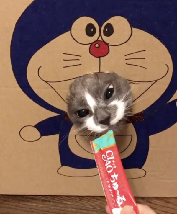 ちゅ〜るを食べる猫