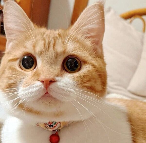 見つめるむぎちゃん