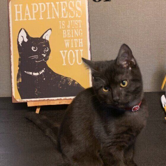 アメリカンショートヘアの蘭丸くん