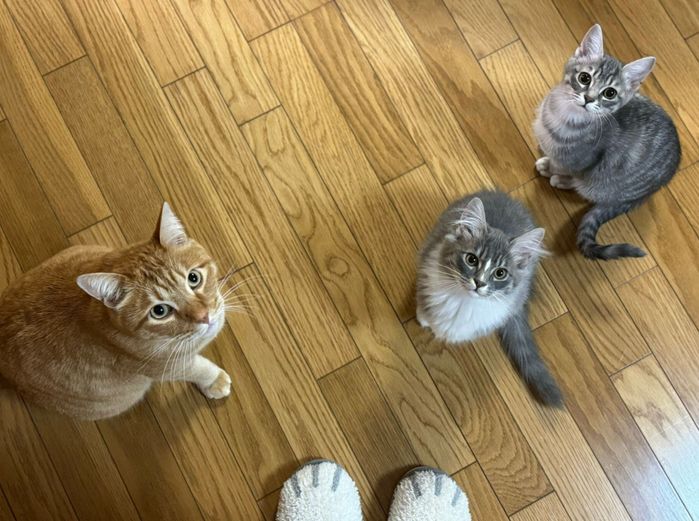 飼い主さんを見上げるきなこもちくん、こしあんくん、つぶあんちゃん