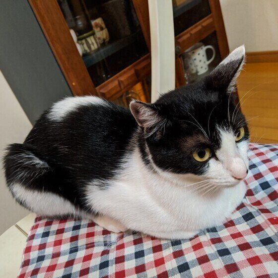 MIX黒×白の茉莉花ちゃん