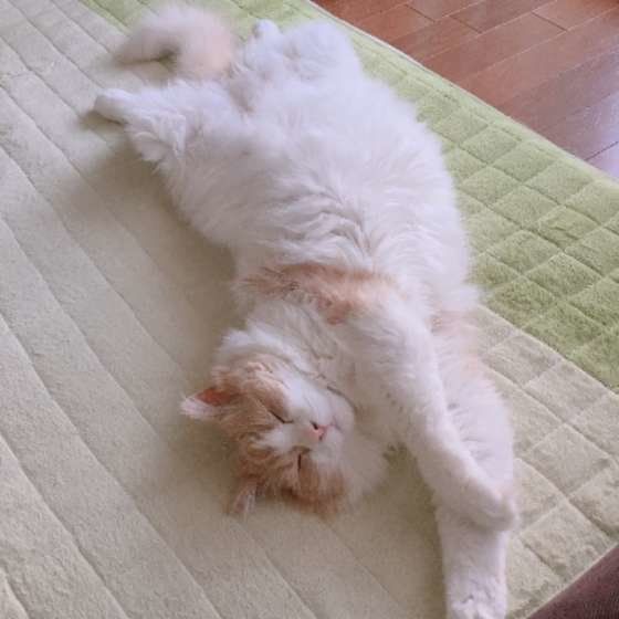 カーペットに寝転ぶスコティッシュ