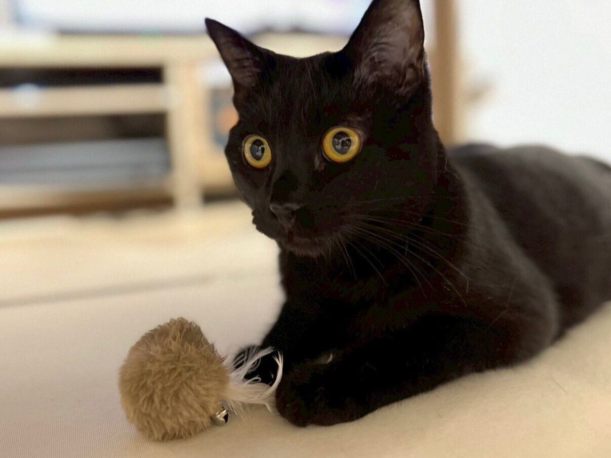 現在のけとしくん