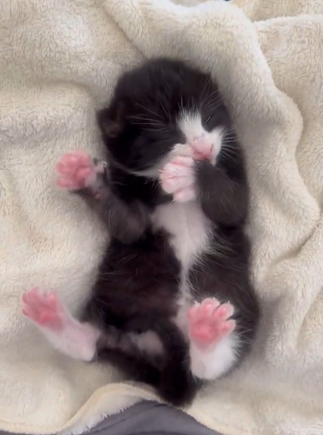 まだ目も開いていない、小さなめいちゃん。