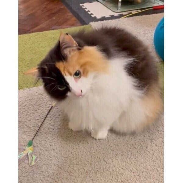 「遊んでアピール」をする羽留ちゃん