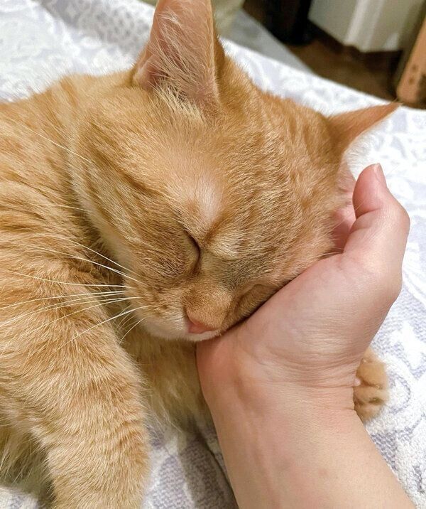 眠るむぎちゃん