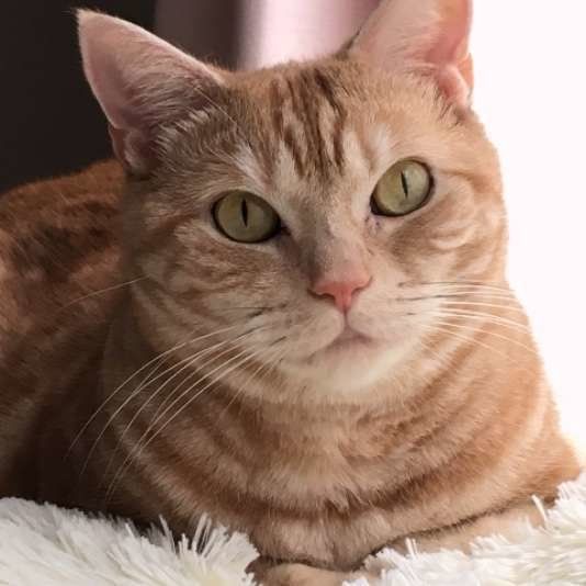 アメリカンショートヘアのメルちゃん