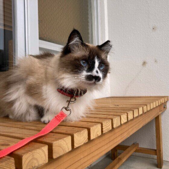 ベランダぼっこするみいちゃん