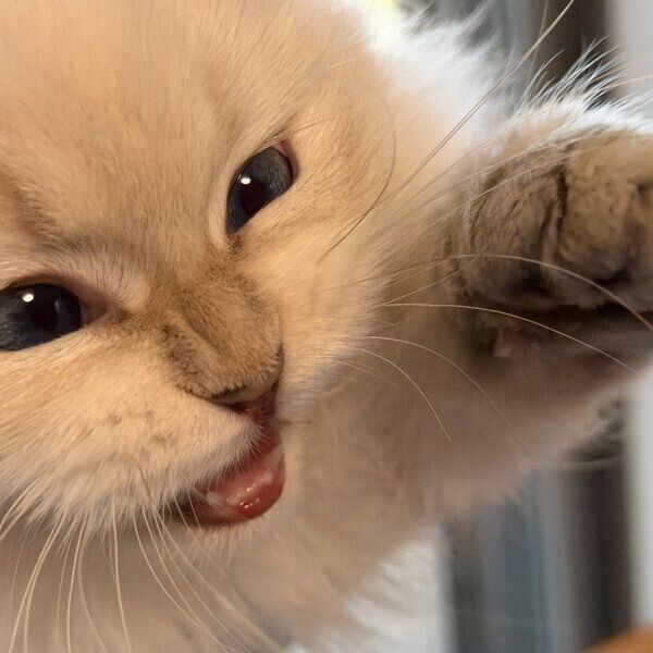 猫パンチを繰り出すエトちゃん