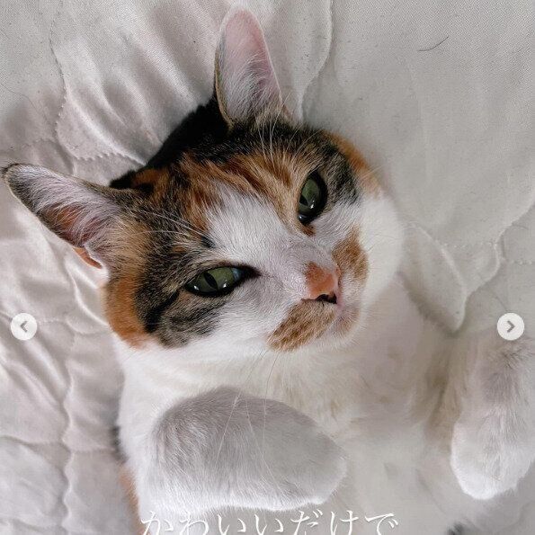 上目遣いで仰向けに寝転がるあんこちゃん