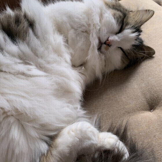 マンチカン・ロングヘアの福太郎くん